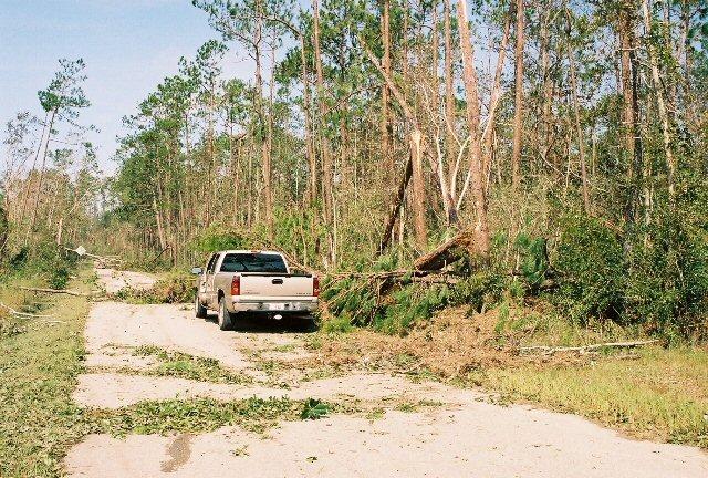 home_30Aug_03.jpg - Paradise Road (main road to our house) was covered in trees