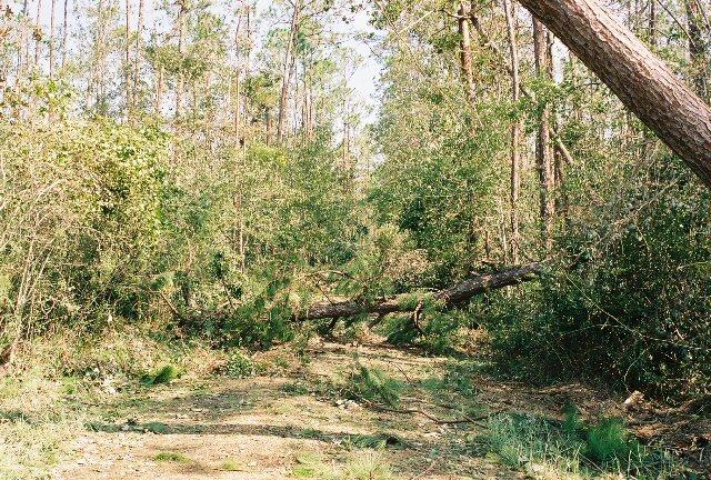 home_30Aug_04.jpg - This is the private road off of Paradise Rd heading to our driveway. It was quite an obstacle course.