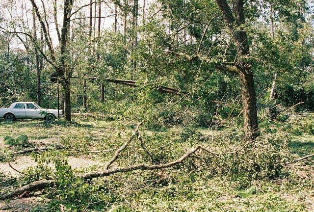 home_30Aug_06.jpg - Trees down everywhere on our property.